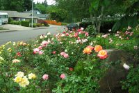 Rose insurance salem
